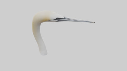 3D model Gannet Beak VR / AR / low-poly
