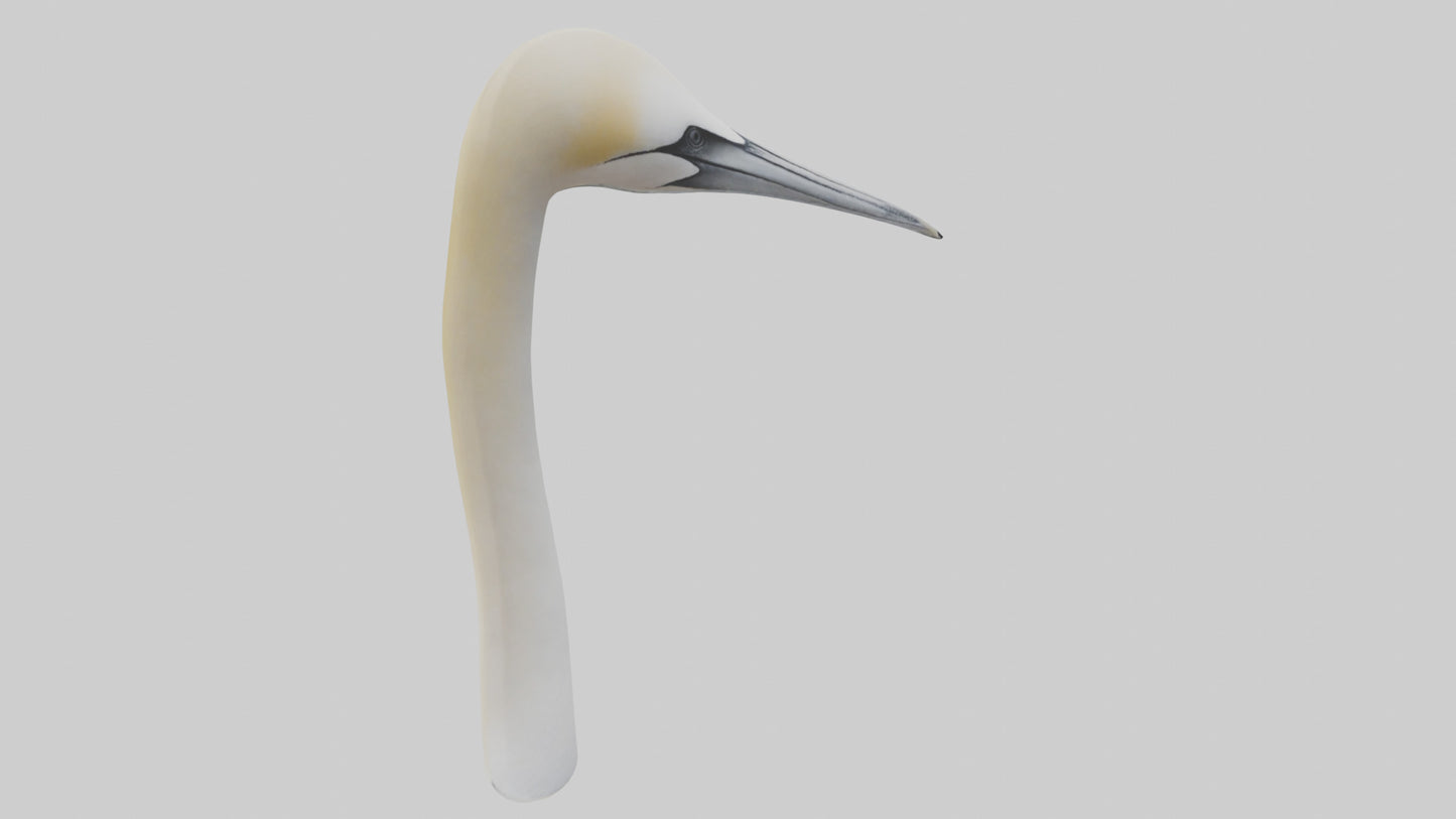 3D model Gannet Beak VR / AR / low-poly