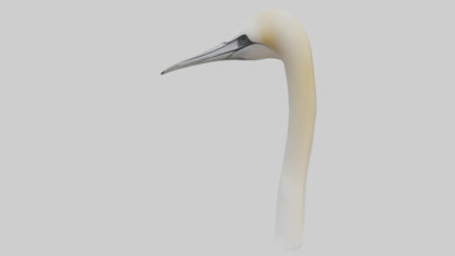 3D model Gannet Beak VR / AR / low-poly