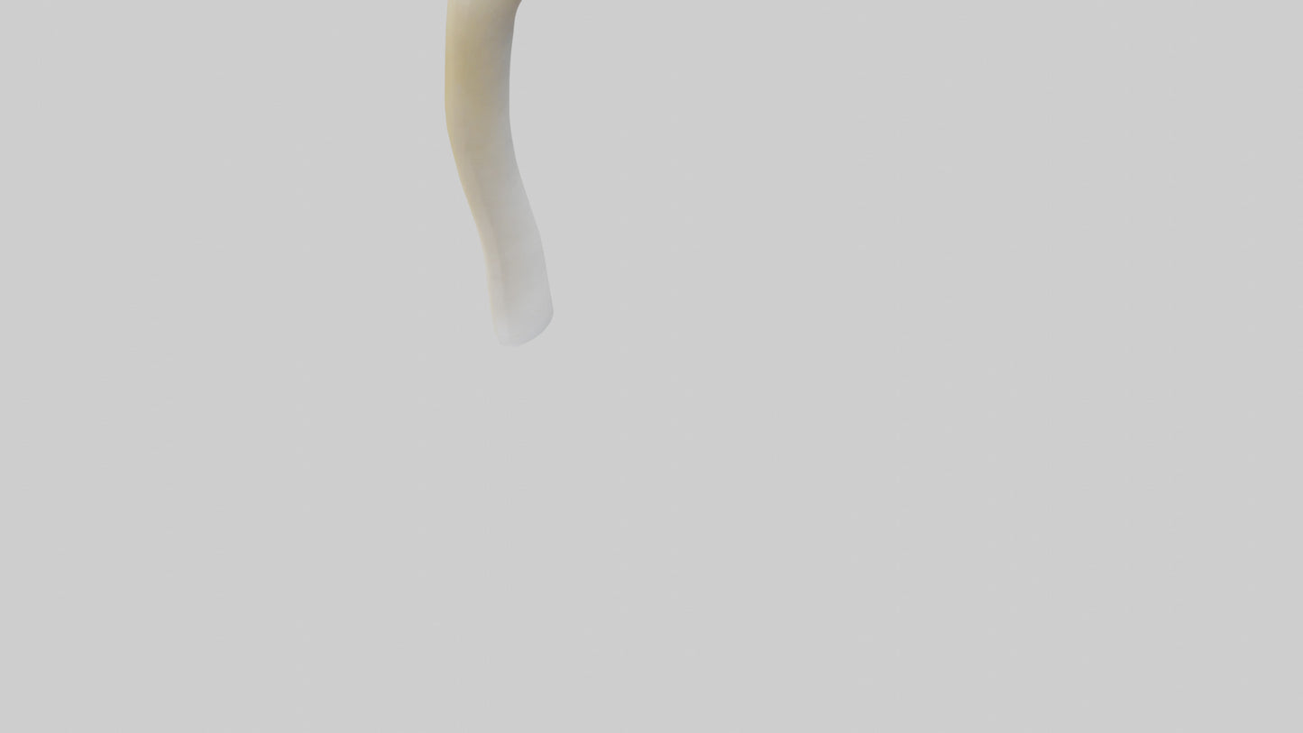3D model Gannet Beak VR / AR / low-poly