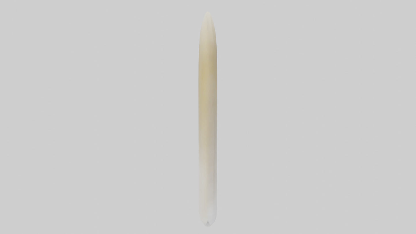 3D model Gannet Beak VR / AR / low-poly
