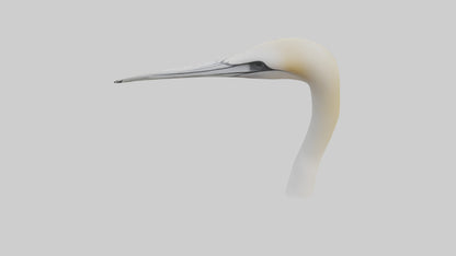 3D model Gannet Beak VR / AR / low-poly