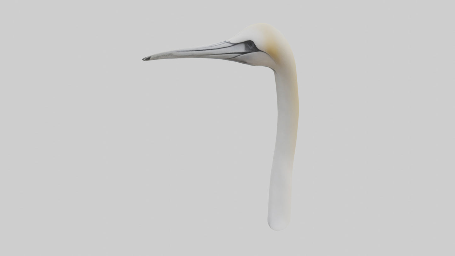 3D model Gannet Beak VR / AR / low-poly
