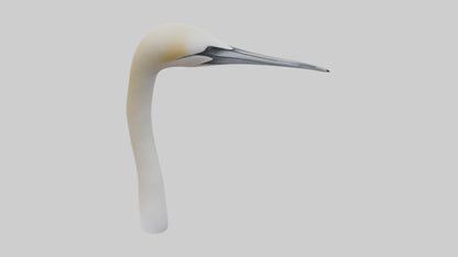 3D model Gannet Beak VR / AR / low-poly
