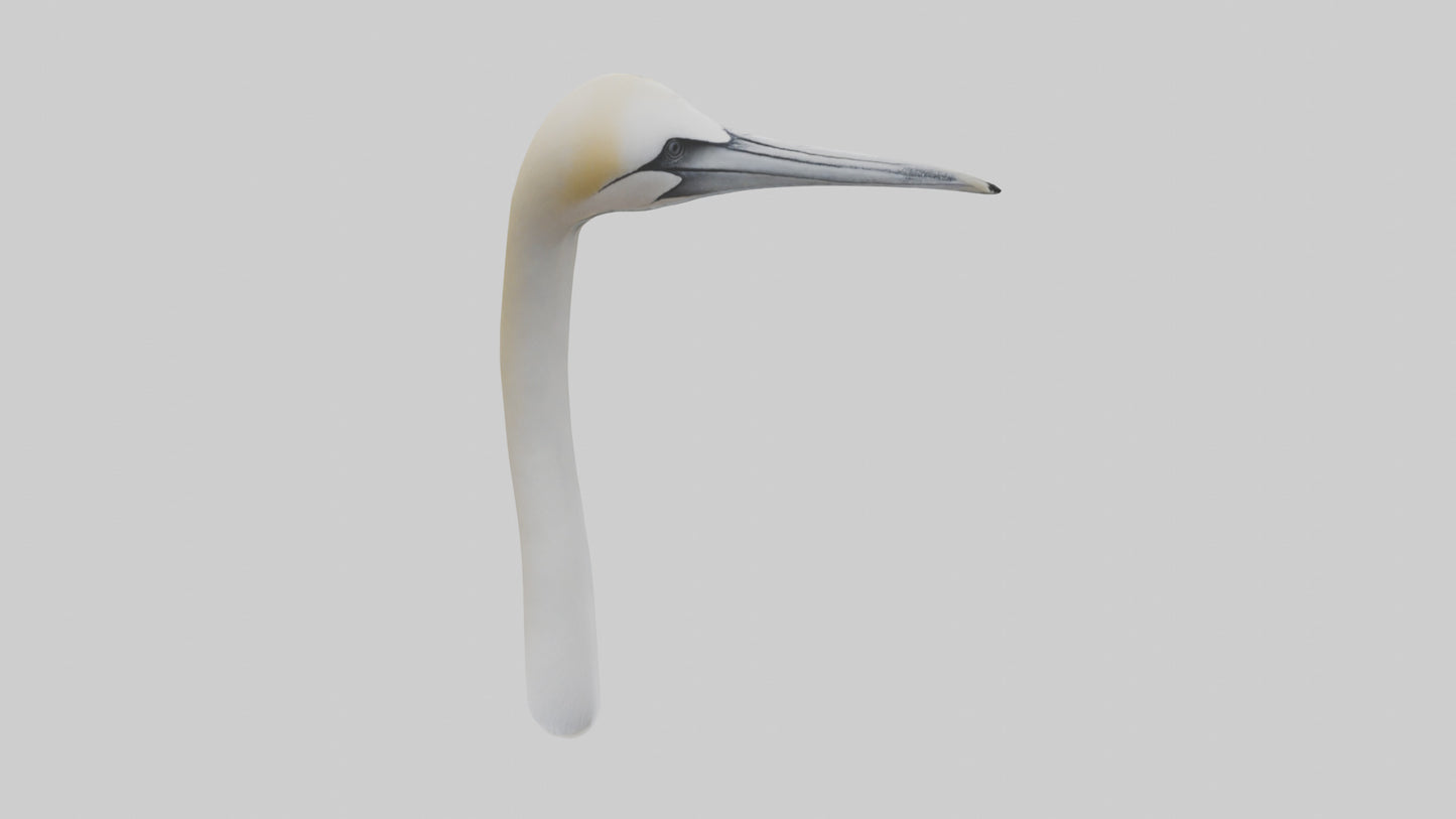 3D model Gannet Beak VR / AR / low-poly