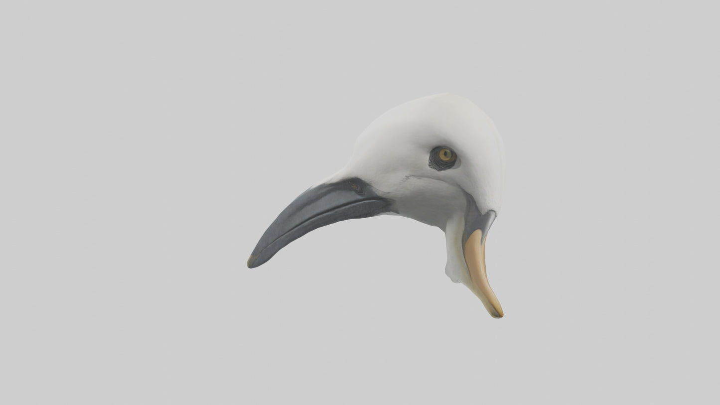 Gannet Beak Model VR / AR / low-poly