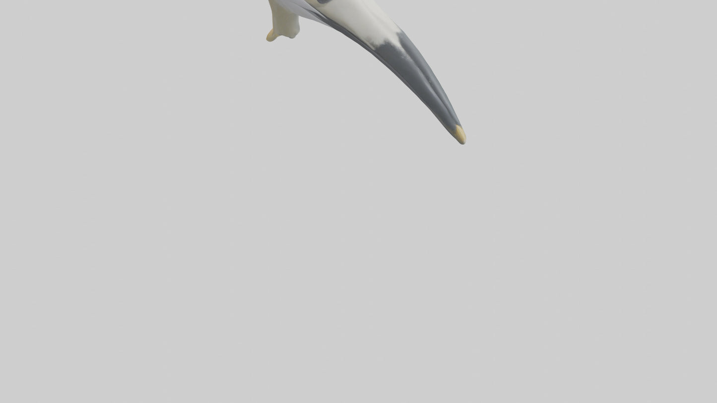 Gannet Beak Model VR / AR / low-poly