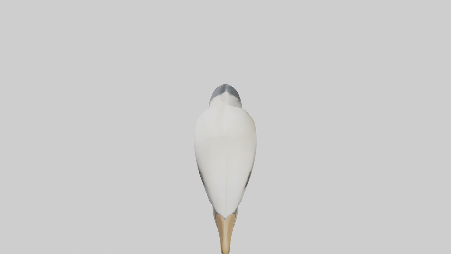 Gannet Beak Model VR / AR / low-poly