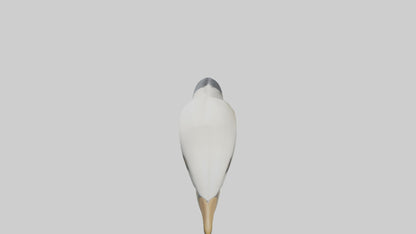 Gannet Beak Model VR / AR / low-poly