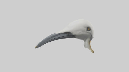 Gannet Beak Model VR / AR / low-poly