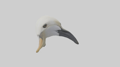Gannet Beak Model VR / AR / low-poly