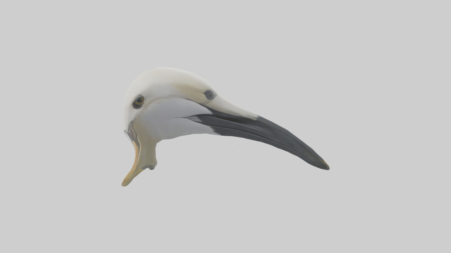 Gannet Beak Model VR / AR / low-poly
