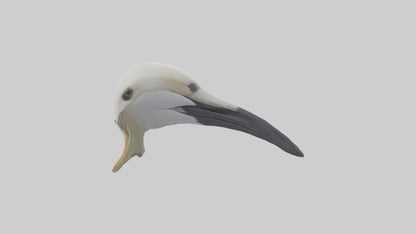 Gannet Beak Model VR / AR / low-poly