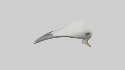Gannet Beak Model VR / AR / low-poly