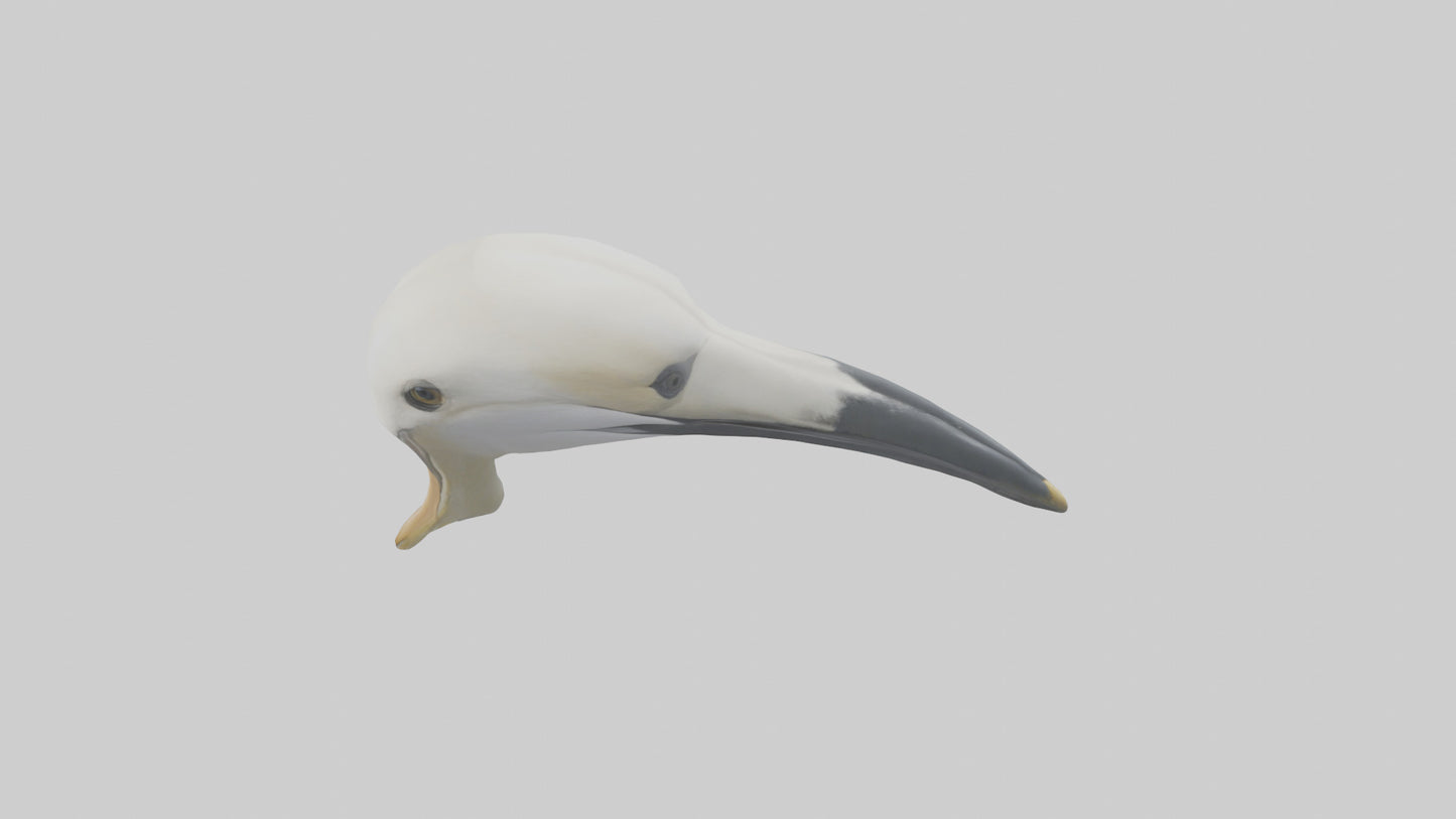 Gannet Beak Model VR / AR / low-poly