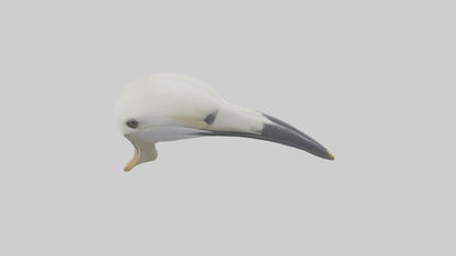 Gannet Beak Model VR / AR / low-poly