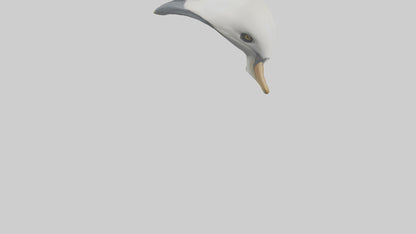 Gannet Beak Model VR / AR / low-poly