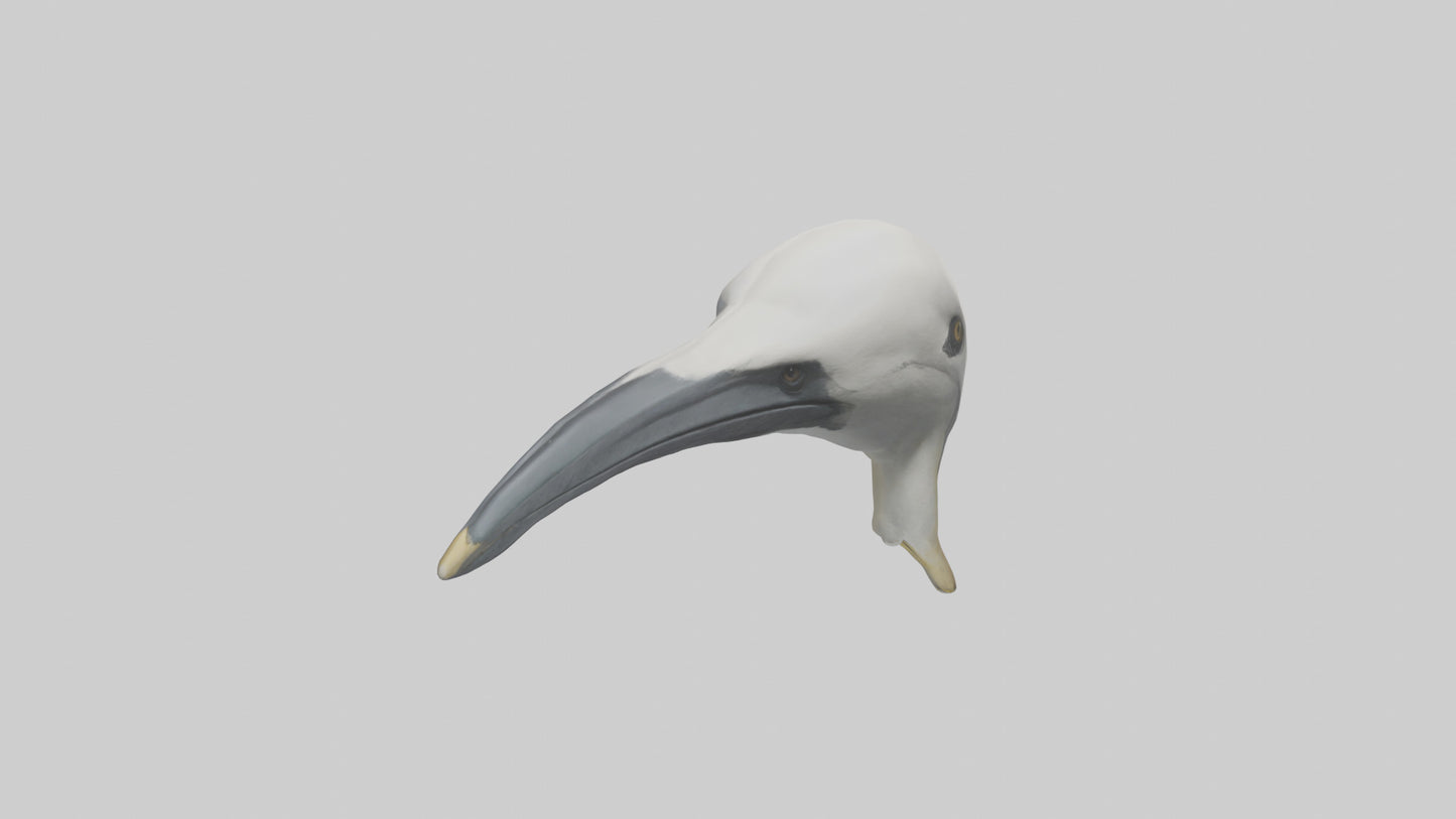 Gannet Beak Model VR / AR / low-poly