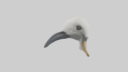 Gannet Beak Model VR / AR / low-poly