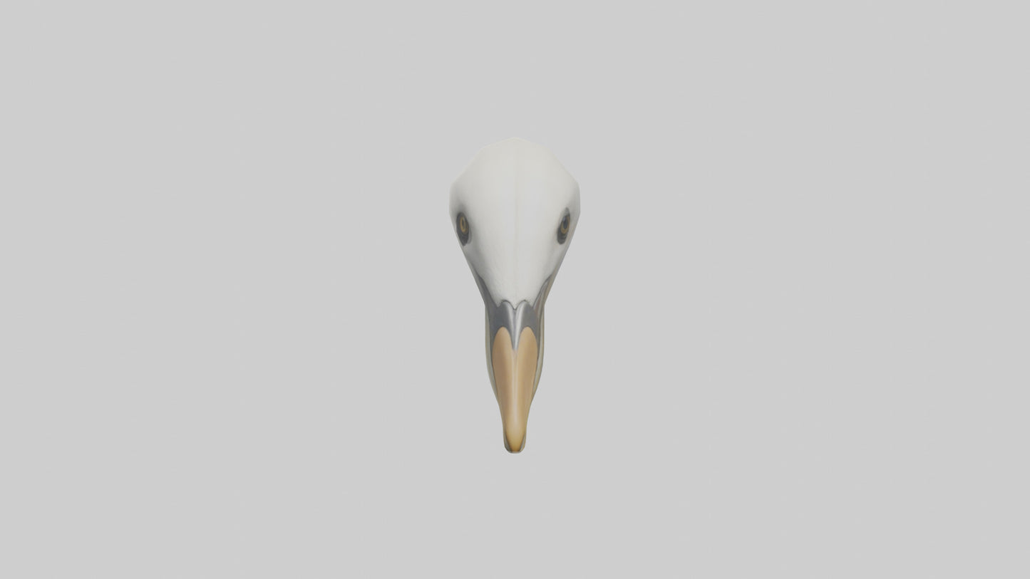 Gannet Beak Model VR / AR / low-poly