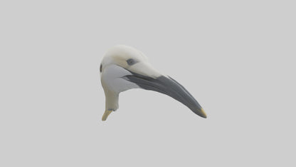 Gannet Beak Model VR / AR / low-poly