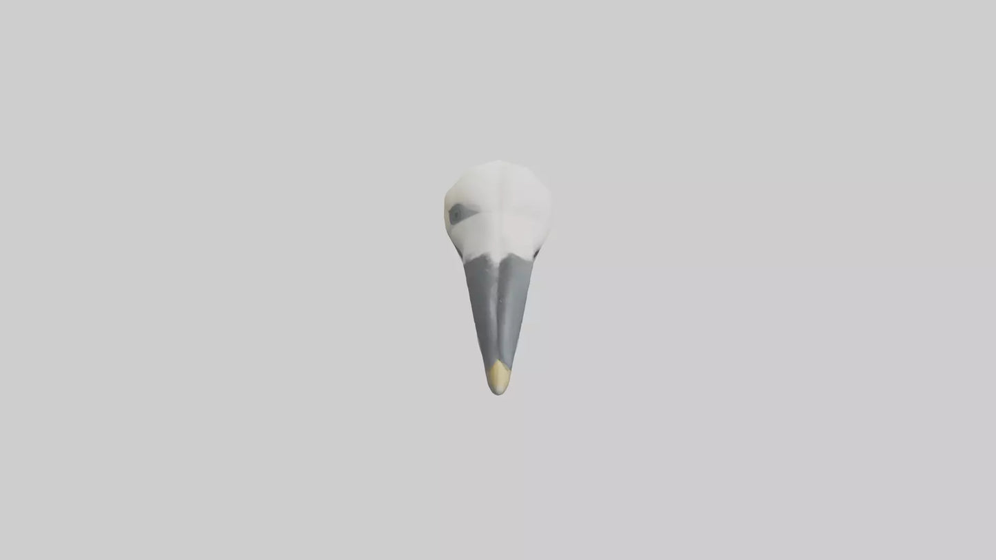 Gannet Beak Model VR / AR / low-poly