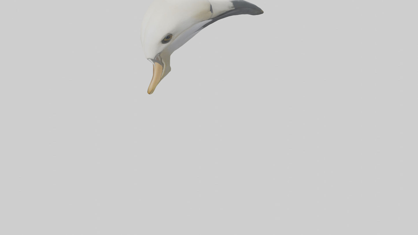 Gannet Beak Model VR / AR / low-poly