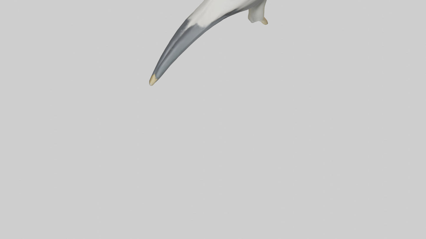 Gannet Beak Model VR / AR / low-poly