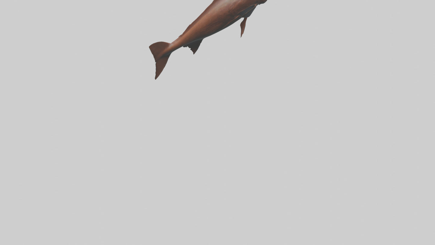 Gar swimming near surface model VR / AR / low-poly