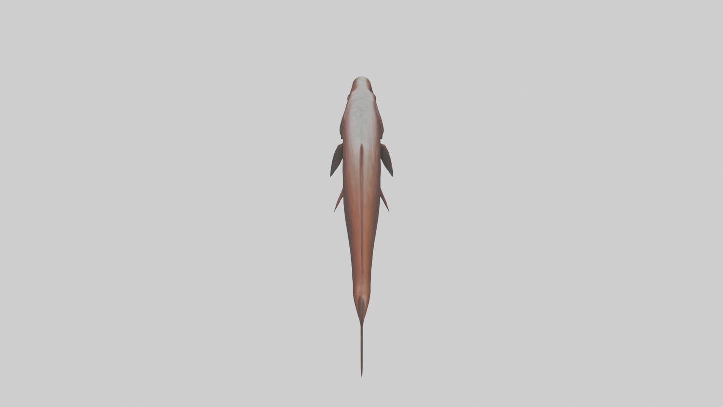Gar swimming near surface model VR / AR / low-poly