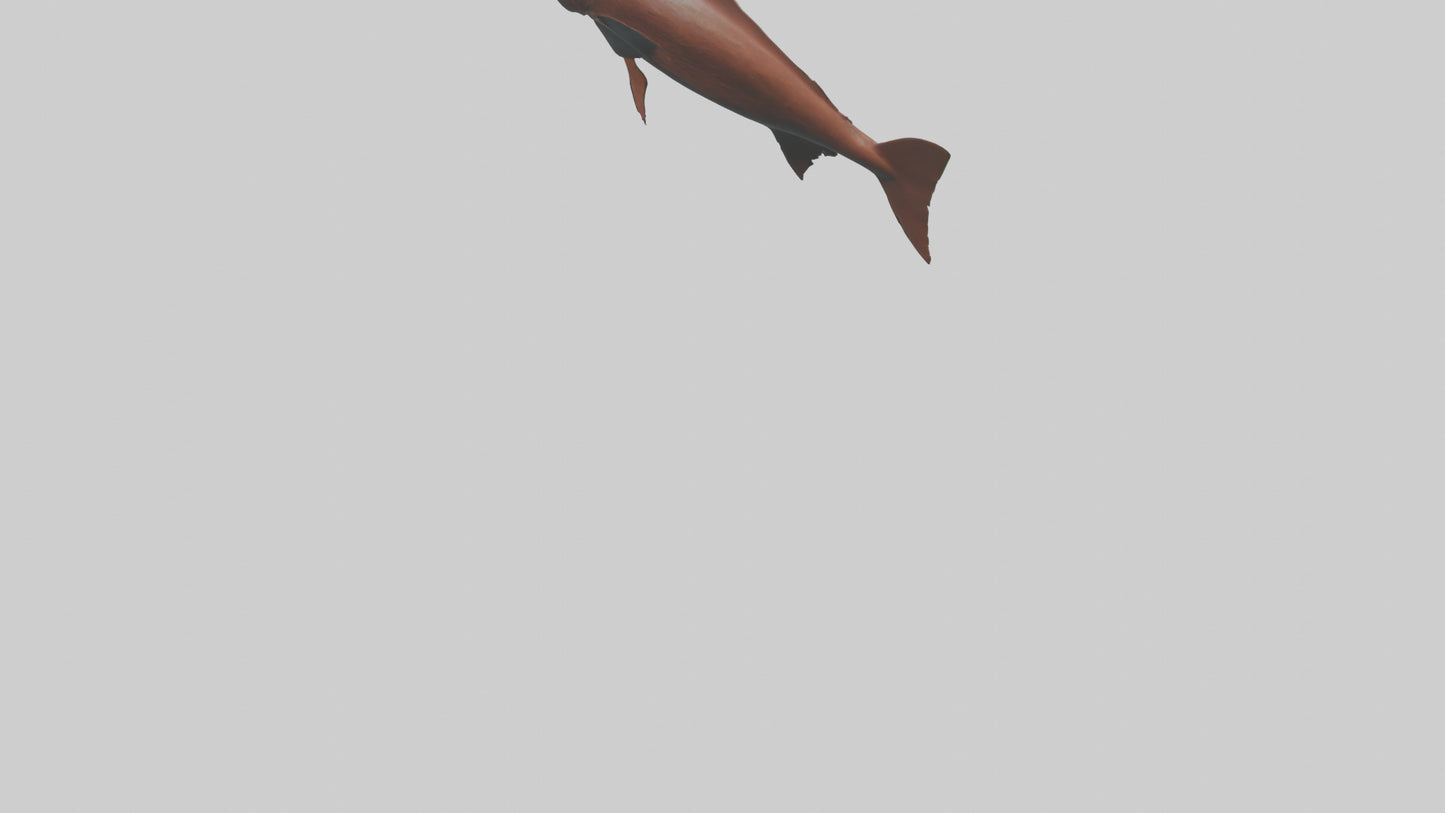 Gar swimming near surface model VR / AR / low-poly