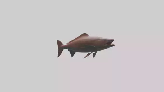 Gar swimming near surface model VR / AR / low-poly
