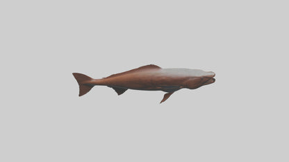 Gar swimming near surface model VR / AR / low-poly