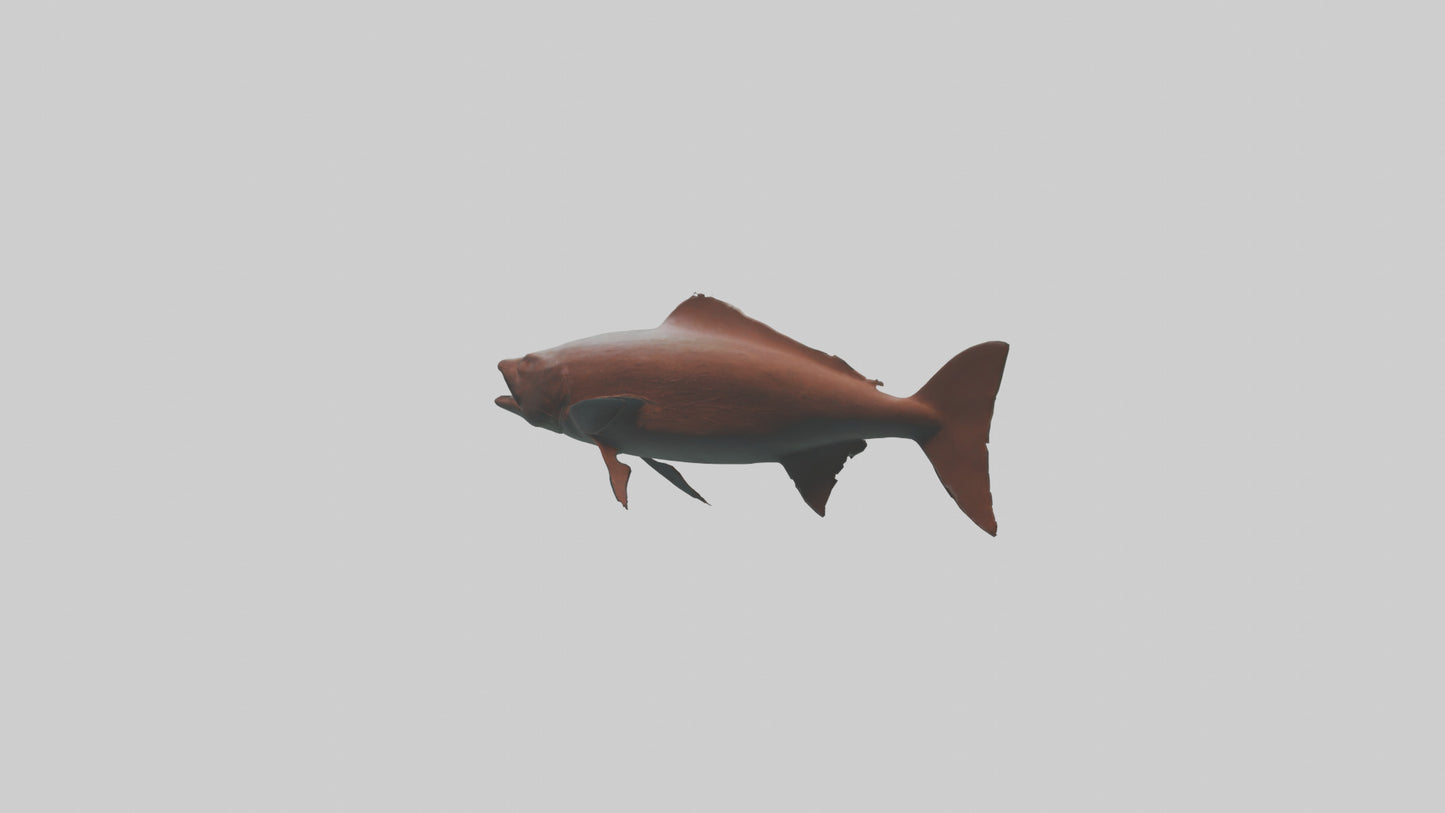 Gar swimming near surface model VR / AR / low-poly