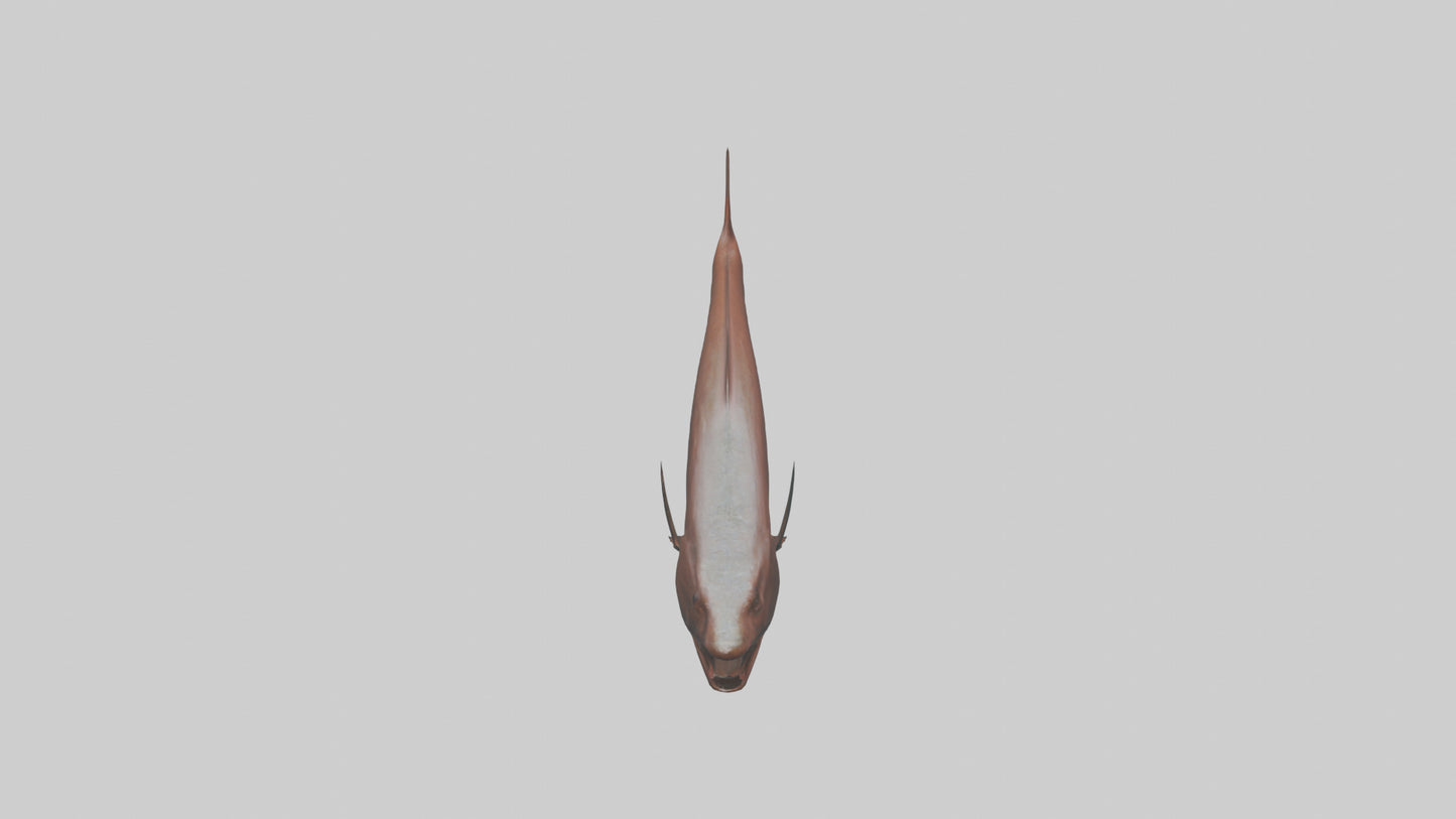 Gar swimming near surface model VR / AR / low-poly