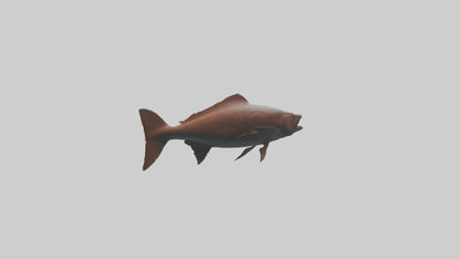 Gar swimming near surface model VR / AR / low-poly