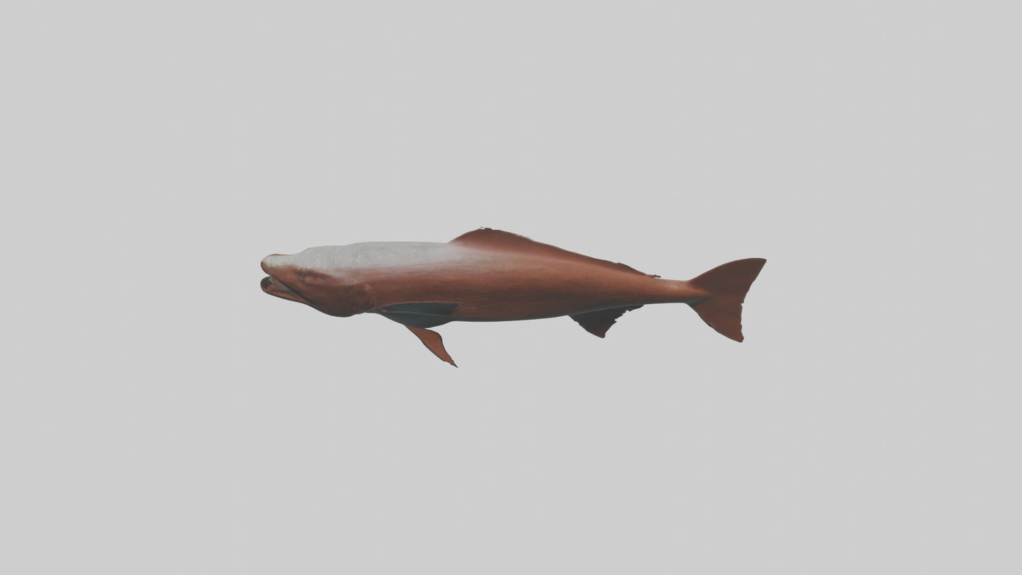 Gar swimming near surface model VR / AR / low-poly