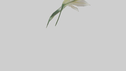 Garden Lily model VR / AR / low-poly