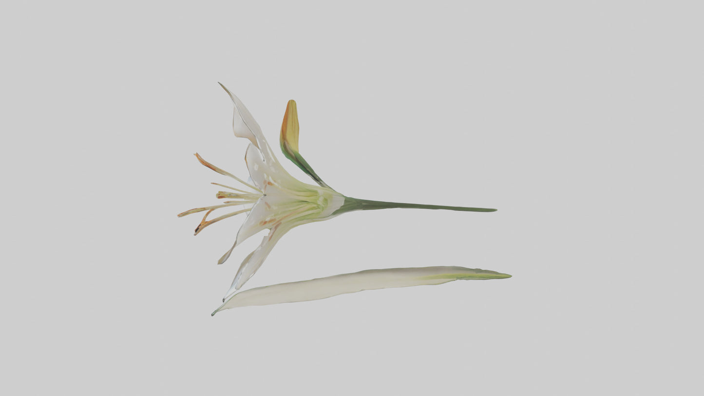 Garden Lily model VR / AR / low-poly