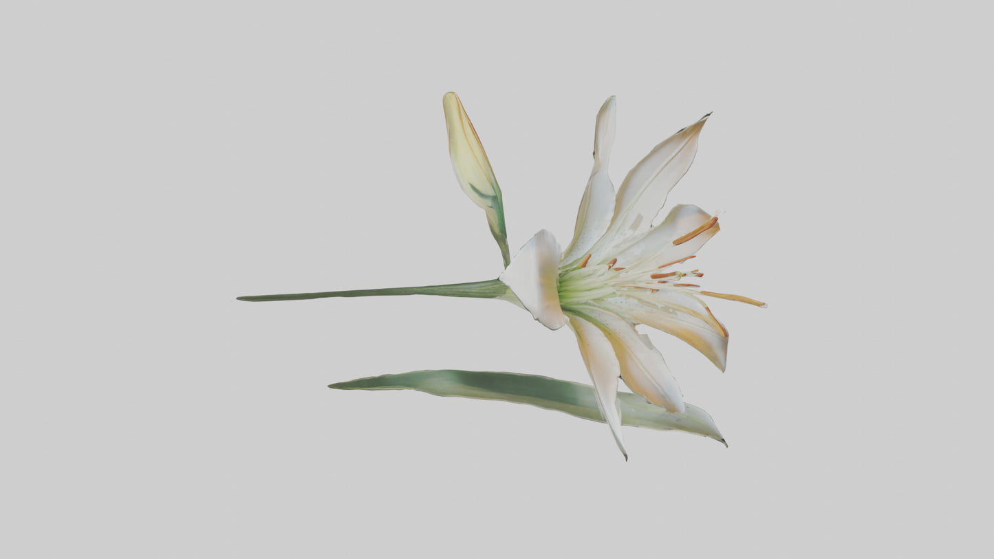 Garden Lily model VR / AR / low-poly