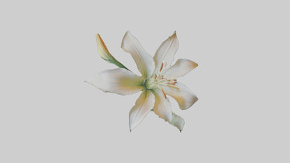 Garden Lily model VR / AR / low-poly