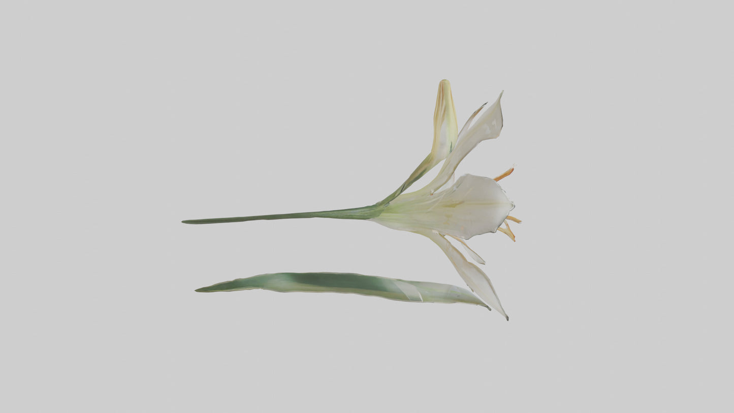 Garden Lily model VR / AR / low-poly