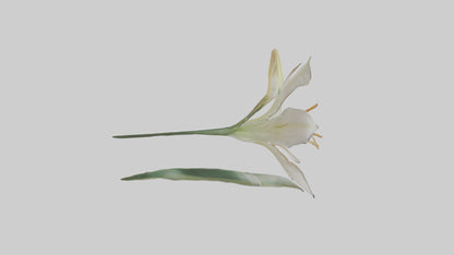 Garden Lily model VR / AR / low-poly