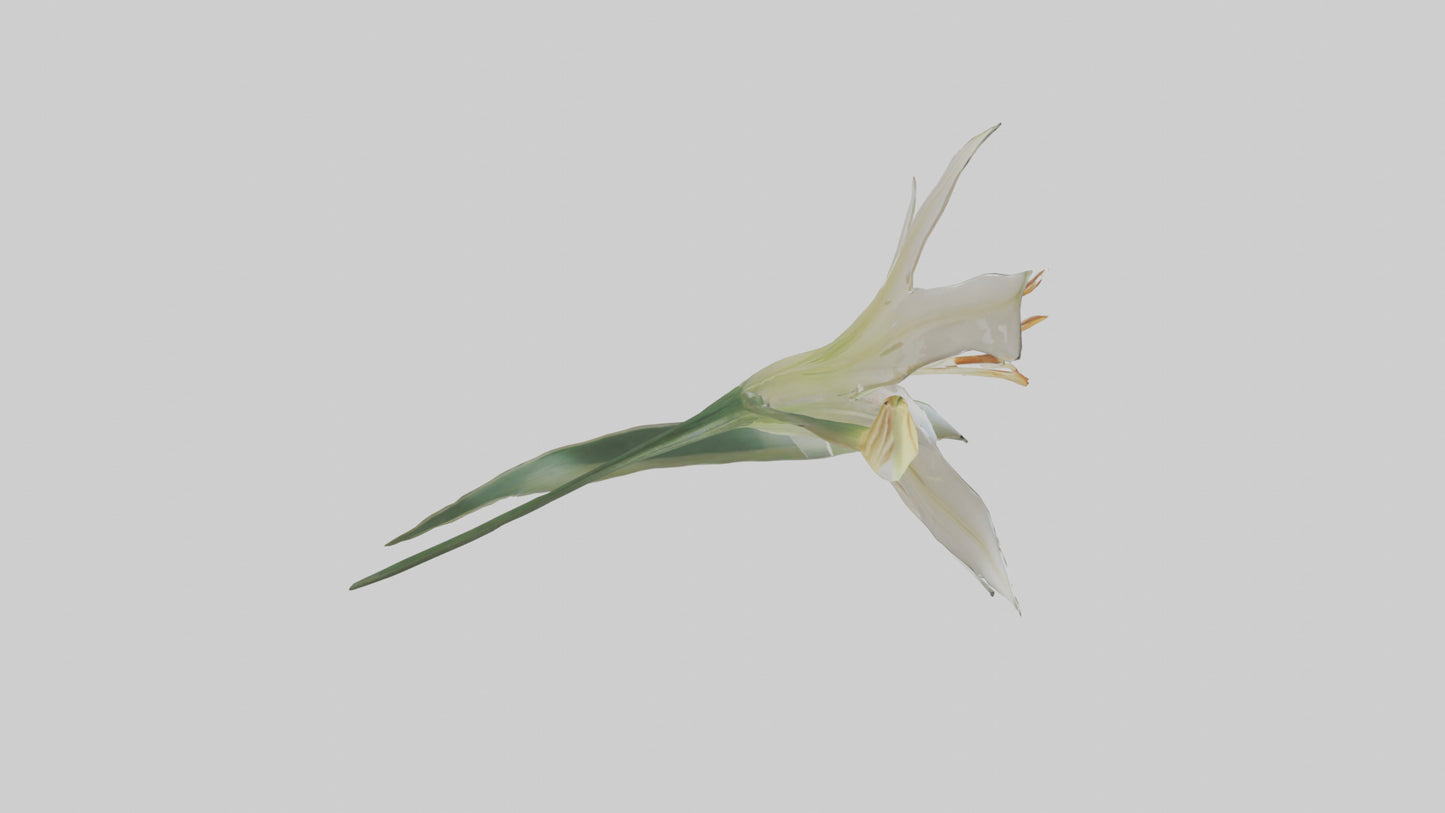 Garden Lily model VR / AR / low-poly