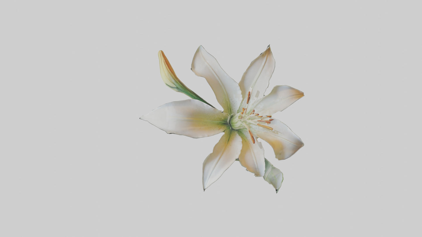 Garden Lily model VR / AR / low-poly
