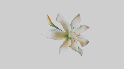 Garden Lily model VR / AR / low-poly