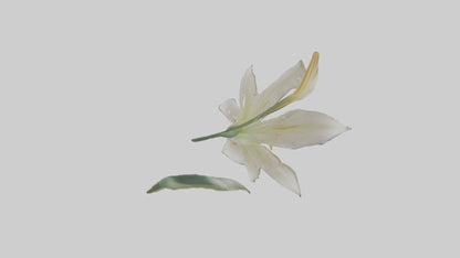 Garden Lily model VR / AR / low-poly