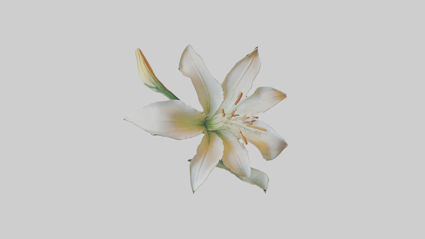 Garden Lily model VR / AR / low-poly