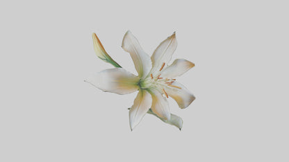 Garden Lily model VR / AR / low-poly