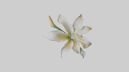 Garden Lily model VR / AR / low-poly